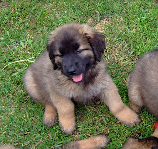 Leonberger Puppy Picture