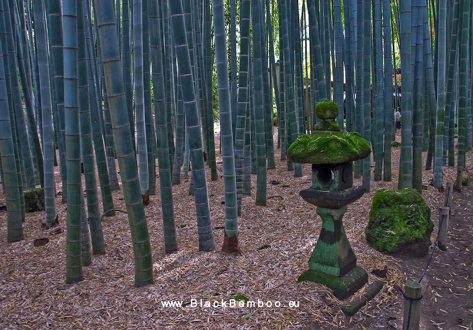 Hobby Gardening - Bamboo - Blueberries - Roses