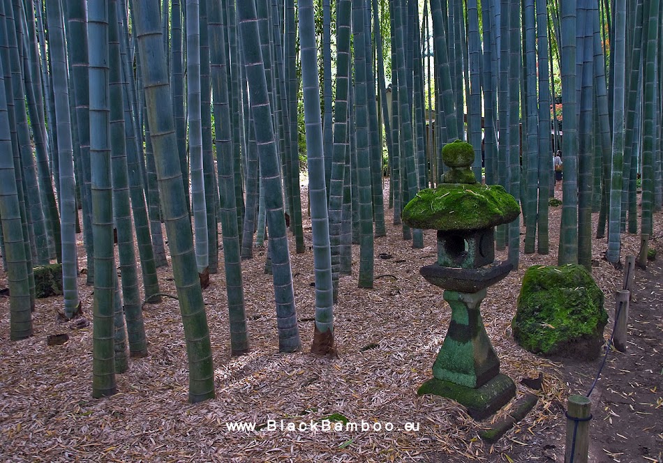 Hobby Gardening  - Bamboo - Blueberries - Roses 