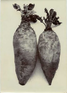 Charles Jones vegetable photography Charles Jones vegetable photography