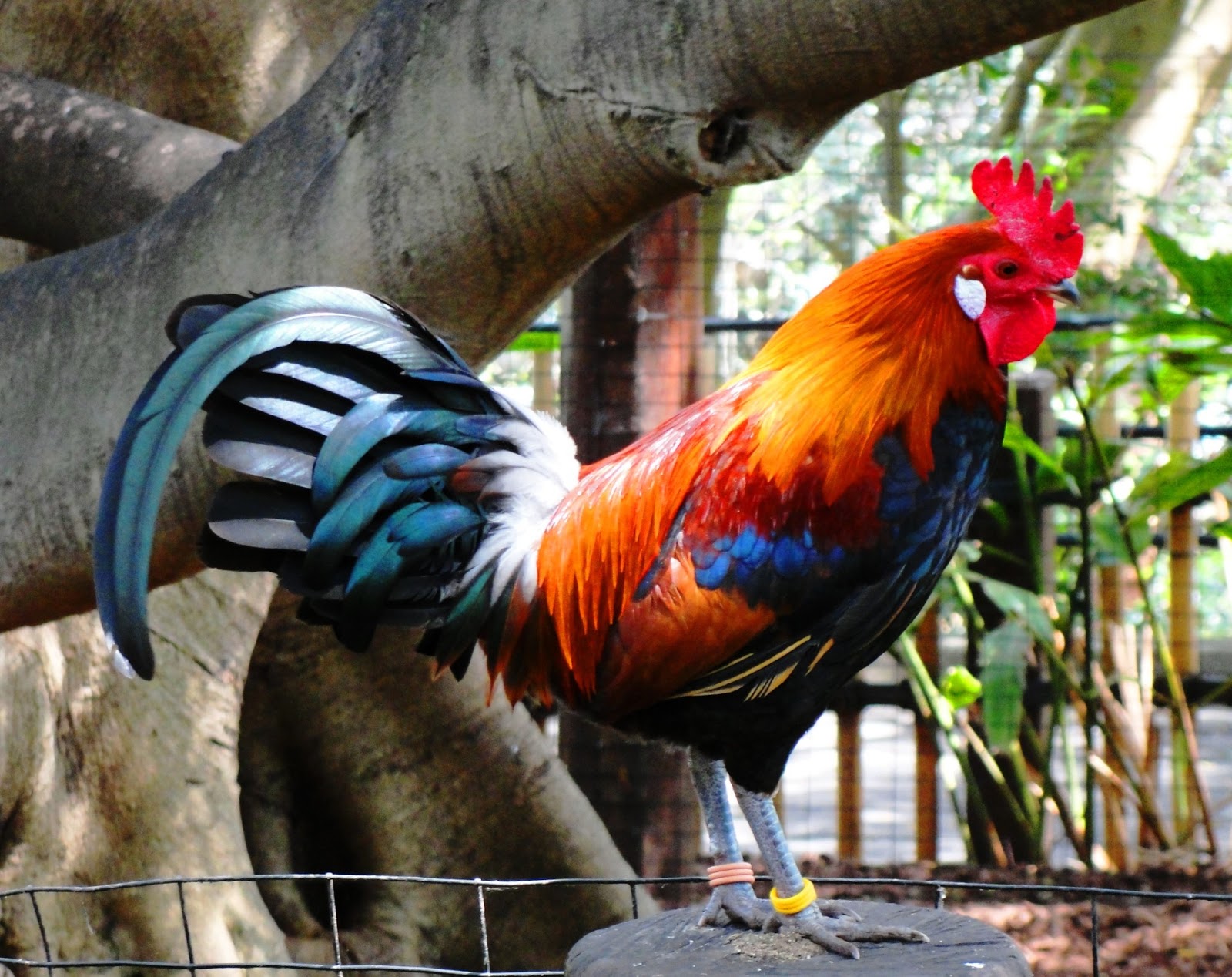 moms gaping ass jugle cock chicken
