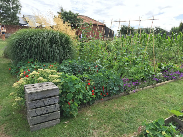 A vegetable patch