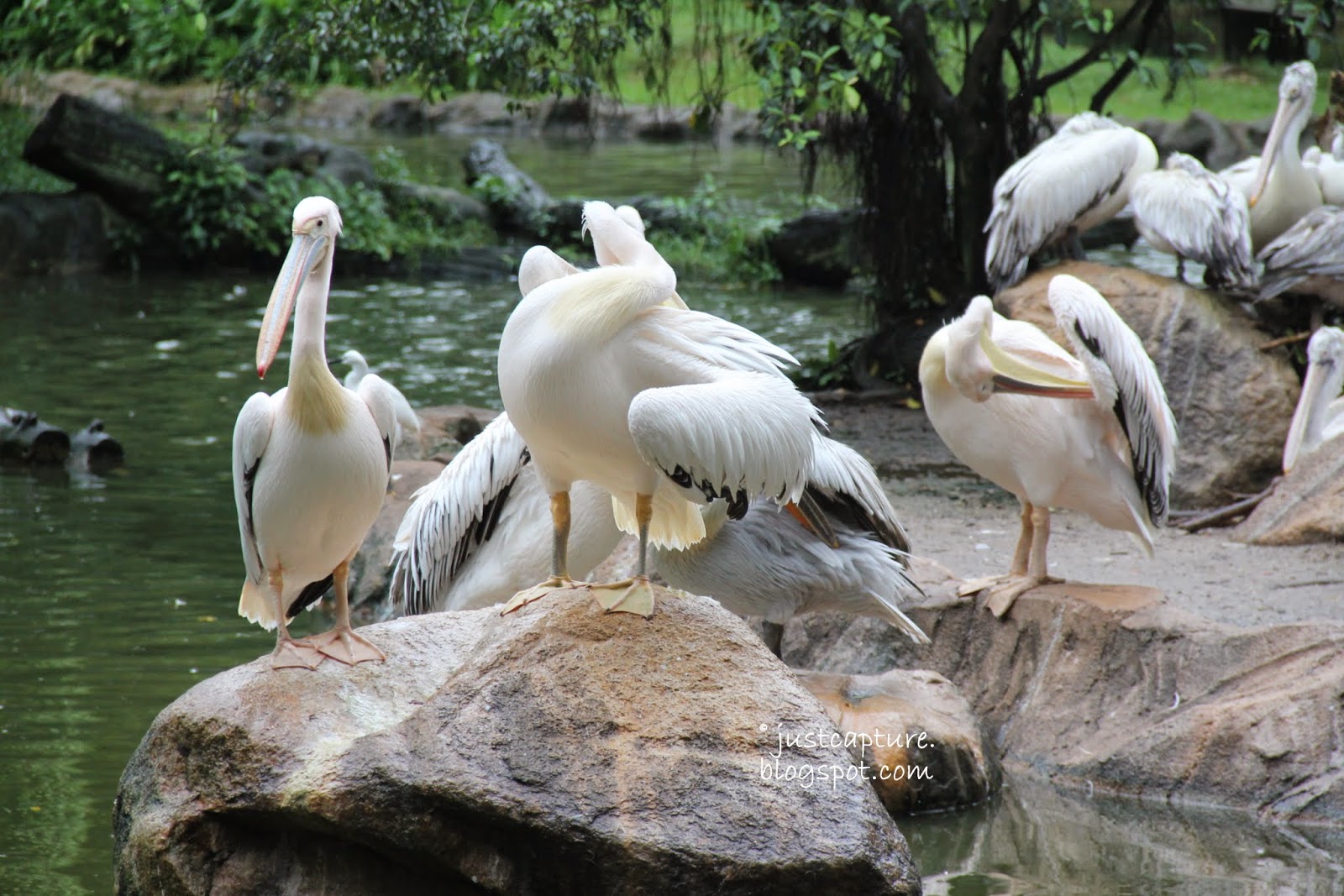 Capture life as I see it Wings of Color at Jurong Bird Park