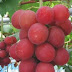 Luar Biasa Buah Anggur ini Dijual Dengan Harga Rp 60 Juta Tertarik Membeli? Luar Biasa Buah Anggur ini Dijual Dengan Harga Rp 60 Juta Tertarik Membeli?