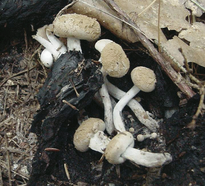 mushroom monday american lepiota are you loving publishing today