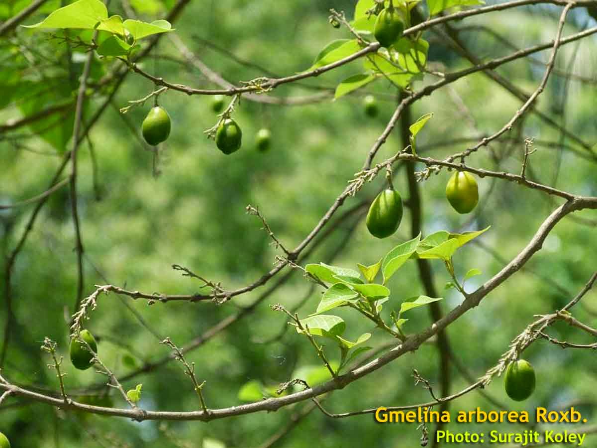 Gmelina Fruit Edible Outlet Collection