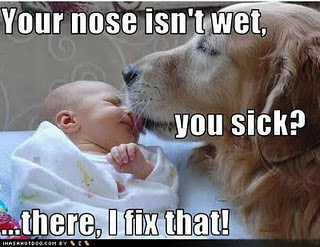 Funny DOG Pictures
