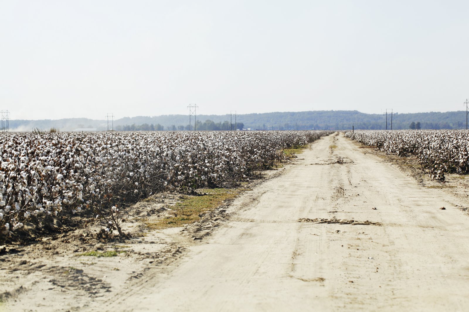 Life in Missouri Cotton Fields