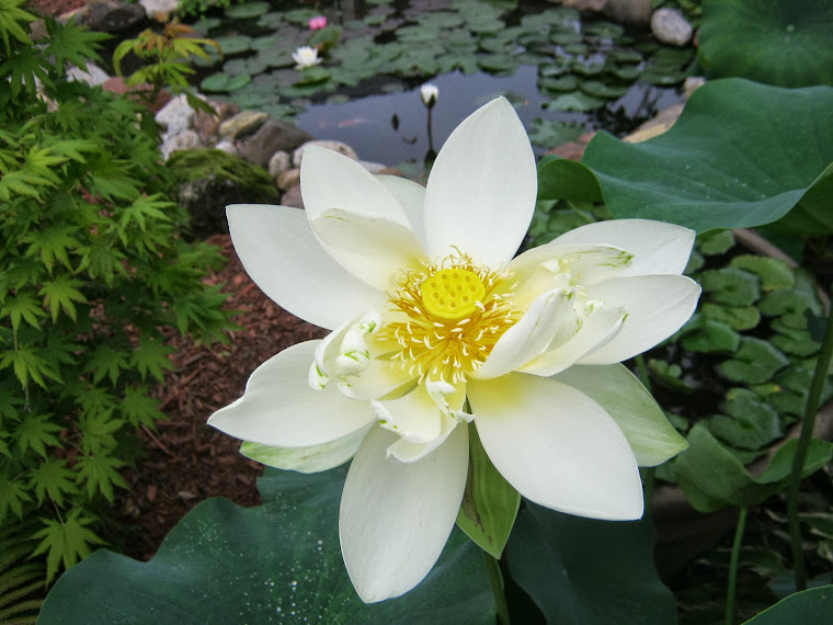 "Perry's Giant Sunburst" lotus