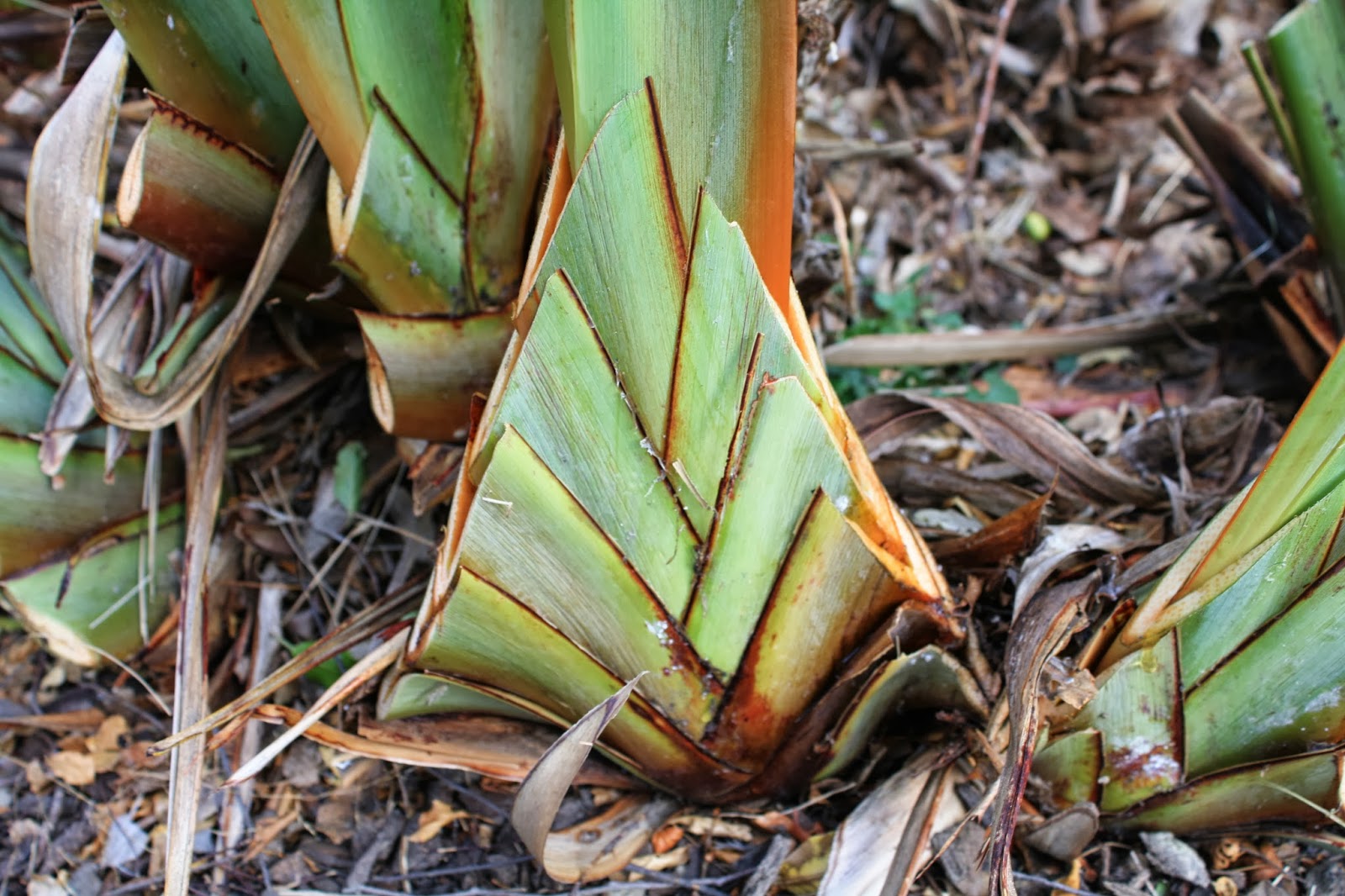 Dunedin Botanic Garden Craig Huggan Tales from the Wiggy Wig Bush!