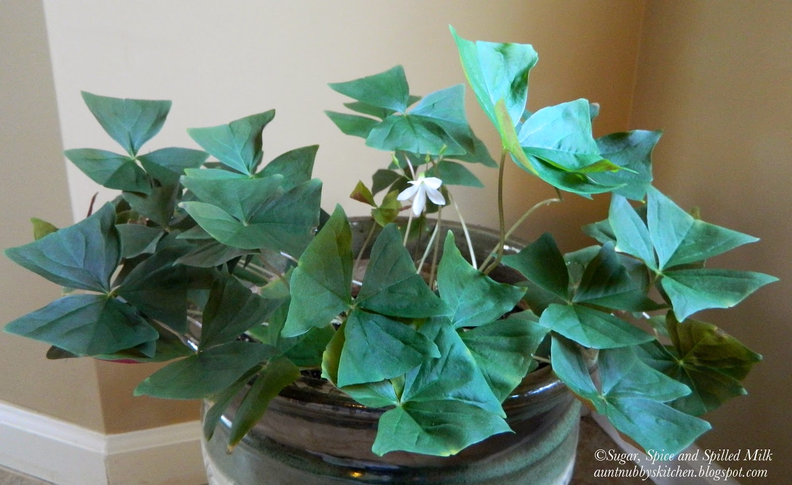 Apartment garden creative: creative diy vertical gardens for your ...