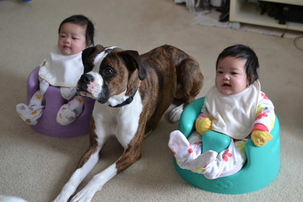 Boxer Dog Stories Are Boxers Good With Children?