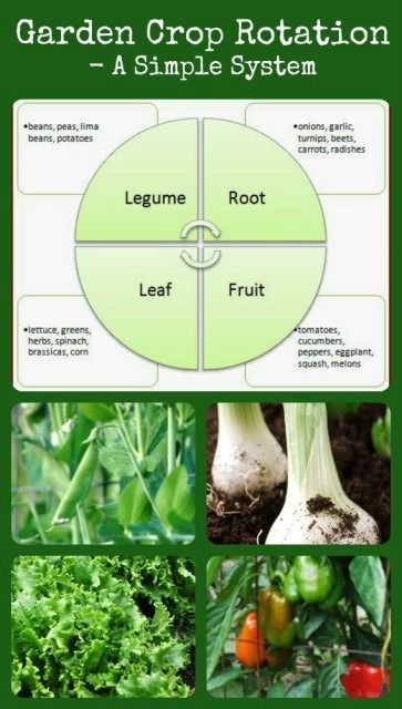 Garden Crop Rotation - Why and how to rotate your crops for healthier