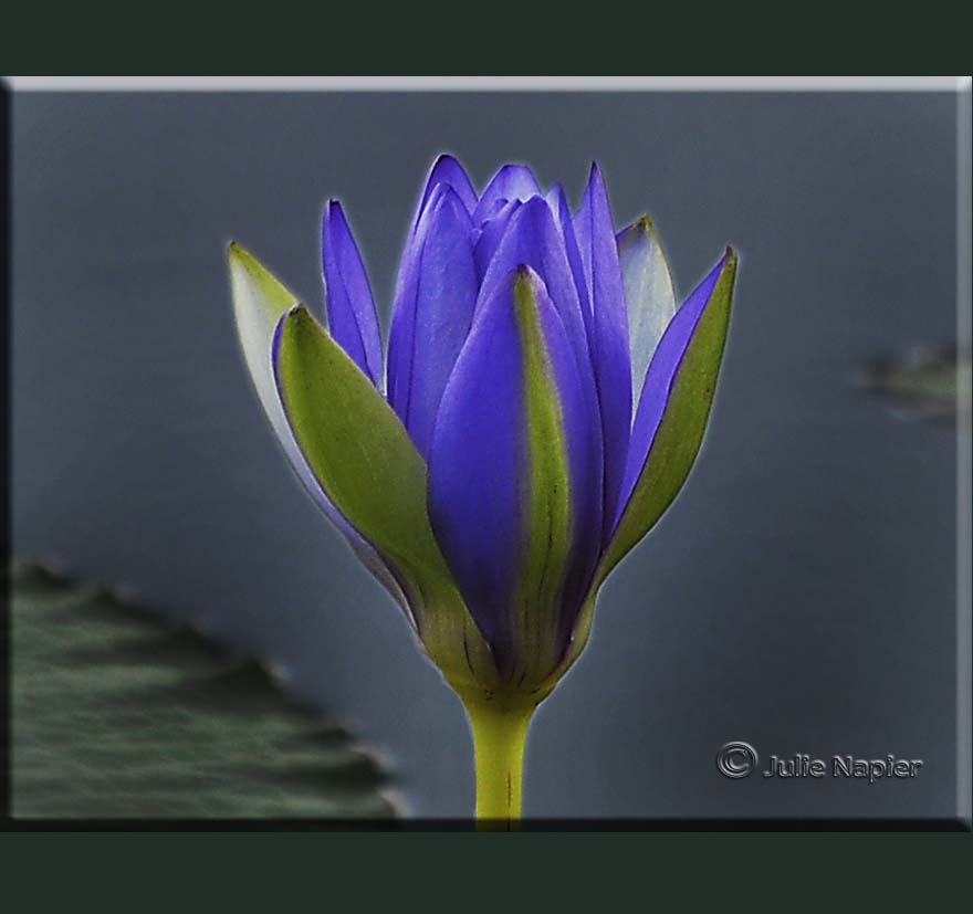 Water Lily Nymphaea