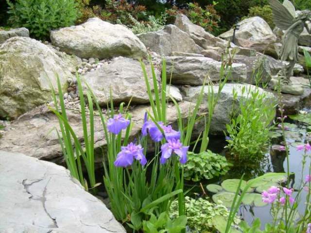 Our Garden Journal: Musings: Japanese Garden.... or Not