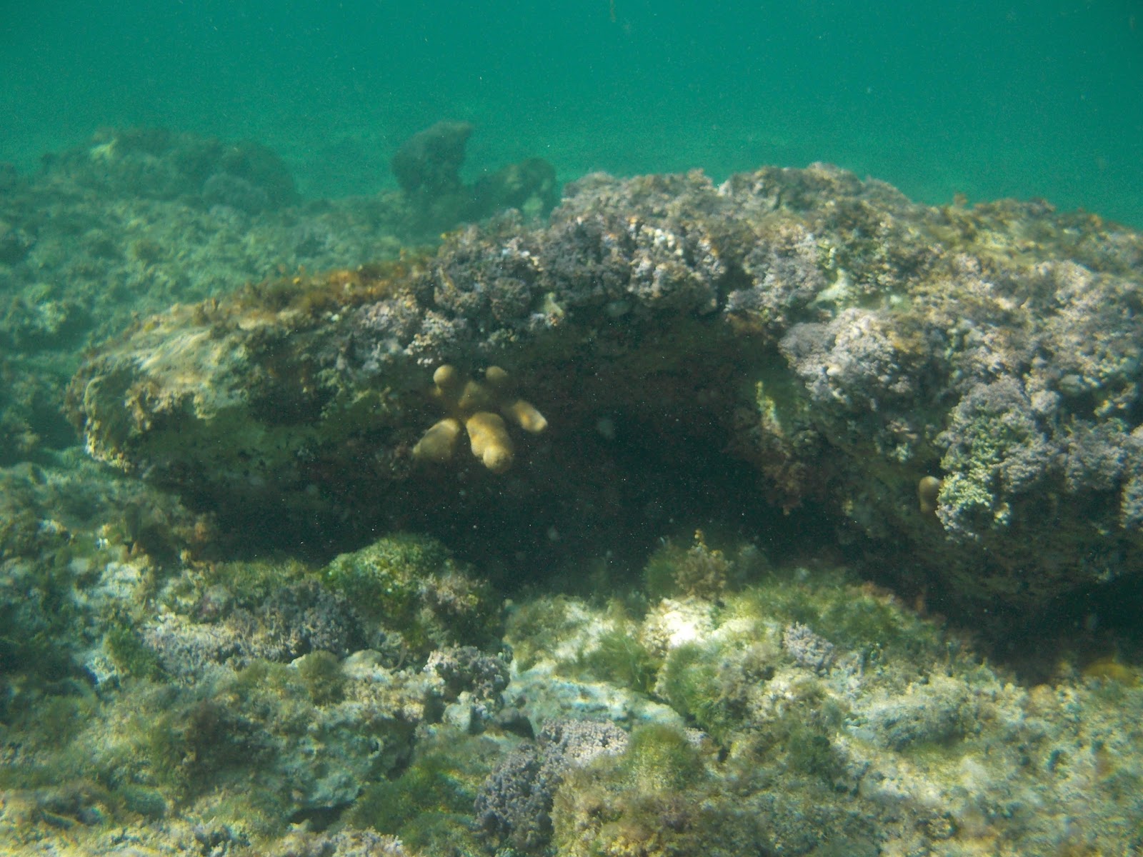 Lindas Bahamapanorama RaffaelloWerbung, Pferd, Klischeepalme und die