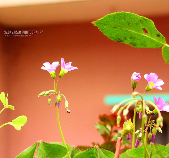 Purple Flower Purple Flower