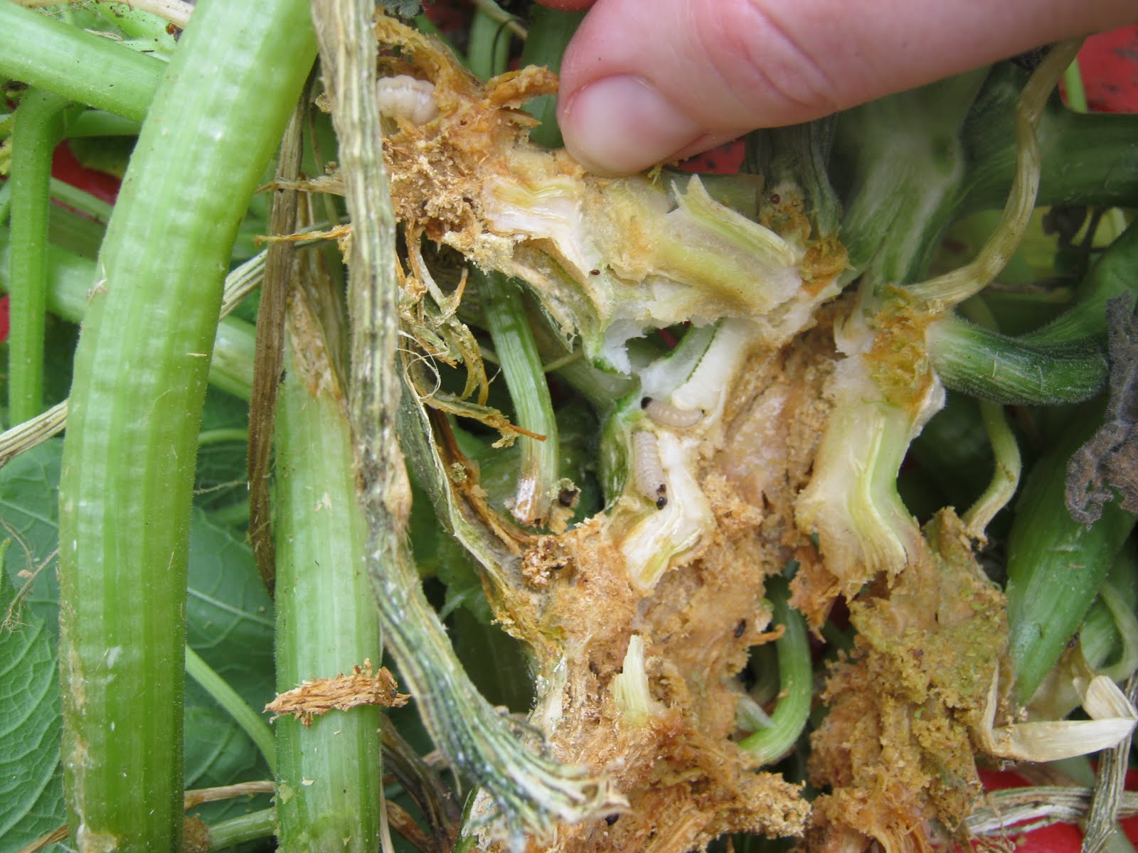 ATLANTA VEGGIES Squash Vine Borer Unveiled