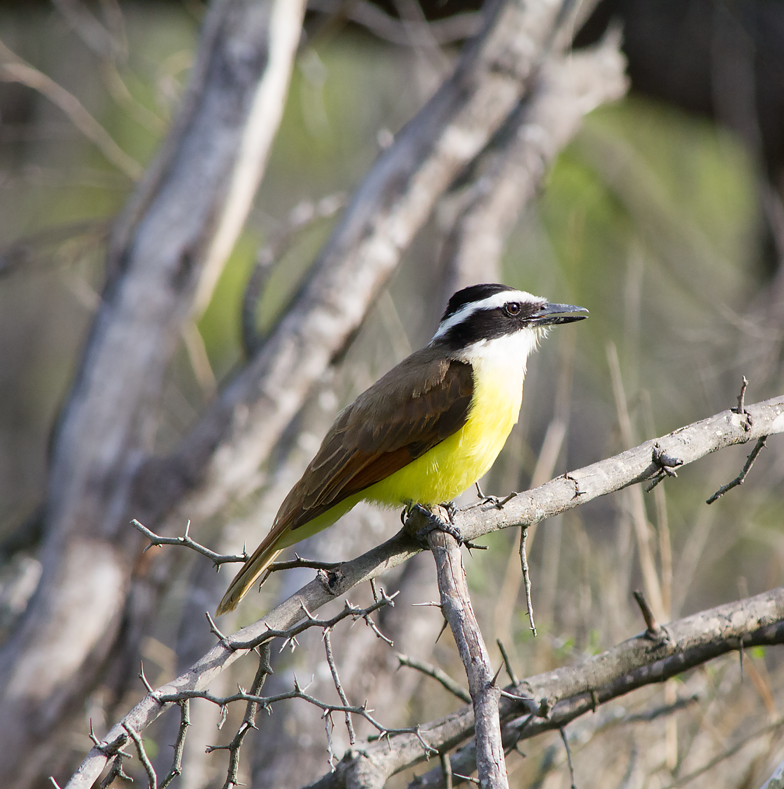 Fulltime Adventure Salineno Texas