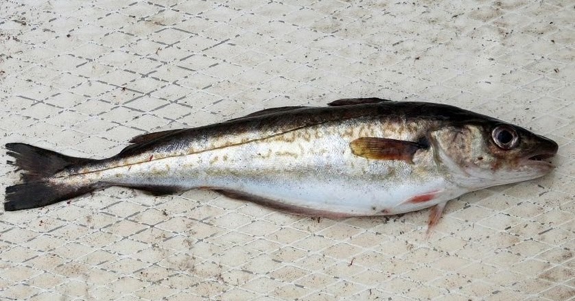 Mezgit balığının bir türü Bulmaca Cevap Danışmanı