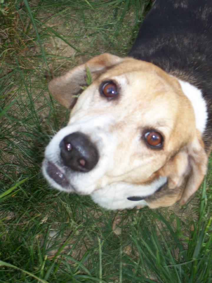 Secrets Of A Vet Tech The Pet Parent Professor The