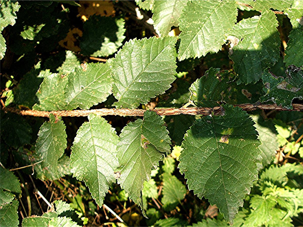 Trees Ulmus procera English Elm