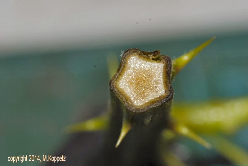Blumenpracht Auf Balkon Und Fensterbank Blutezeit Der