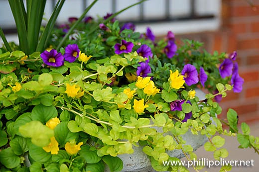 creeping jenny flower