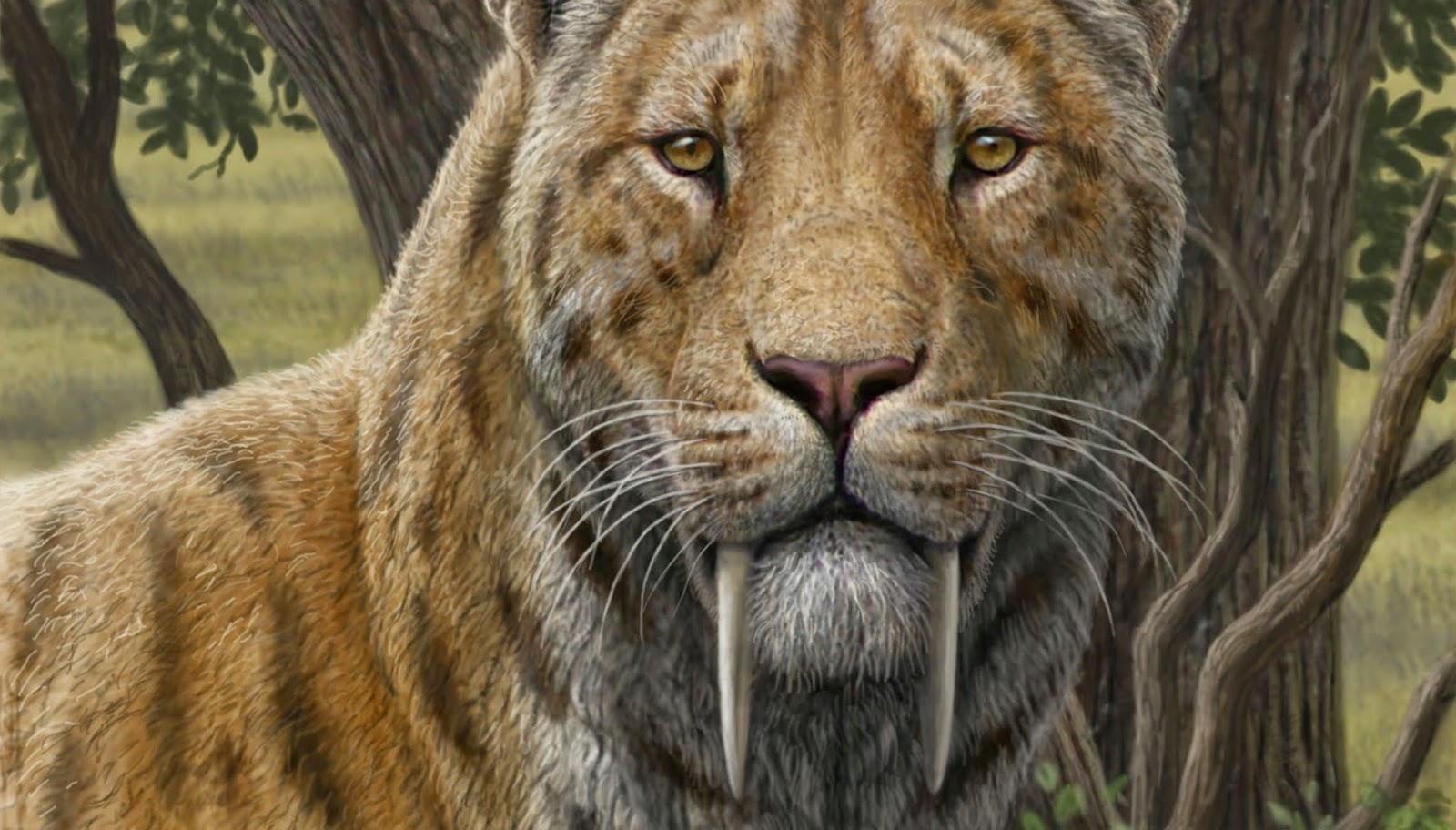O Livro da Natureza Tigre Dente de Sabre ou Smilodon