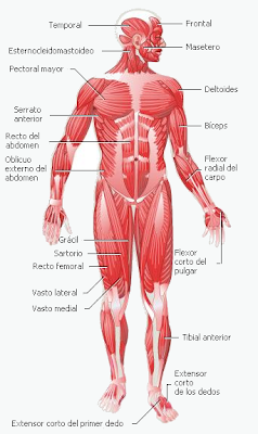 LOS MUSCULOS