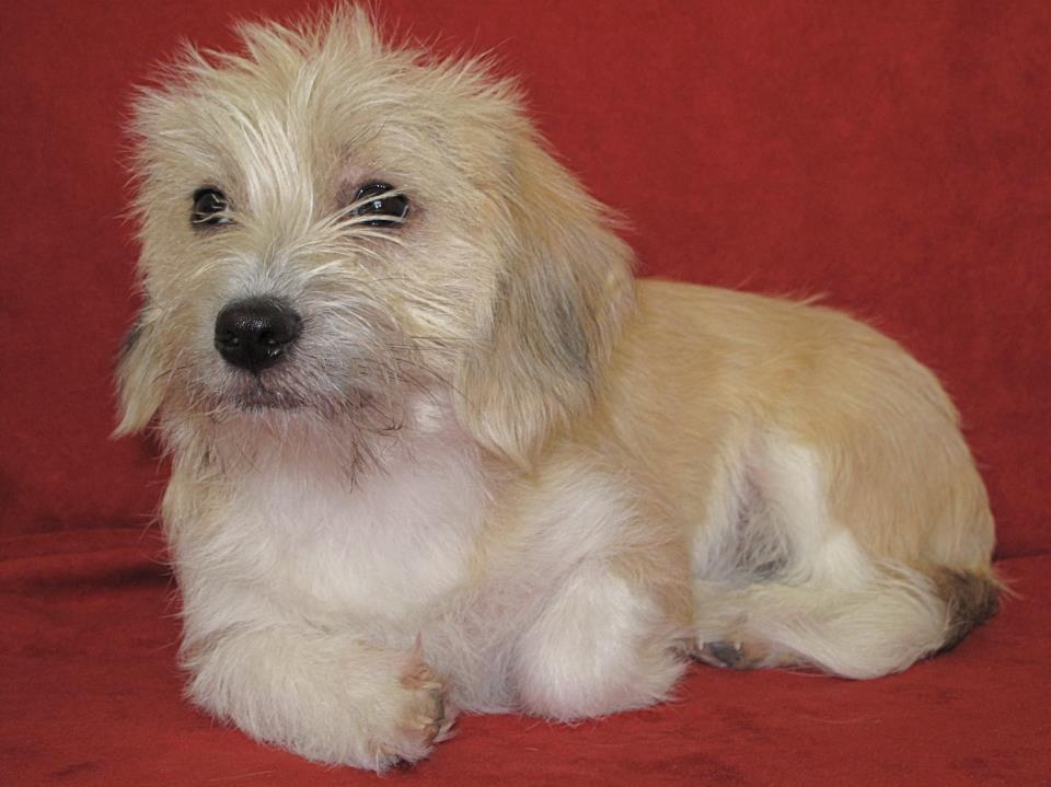 sheltie shih tzu mix outreach event pet valu adoptathon animal guardian sheltie shih tzu mix outreach event pet valu adoptathon animal guardian