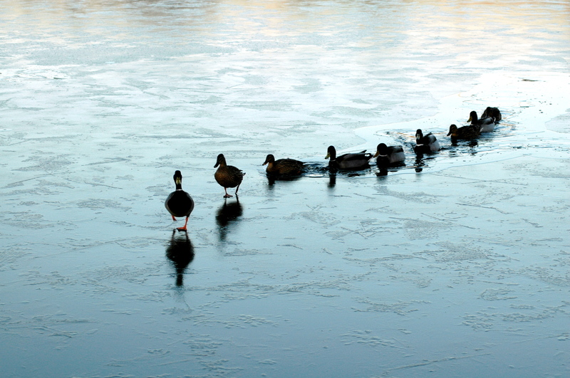 Following Ducks