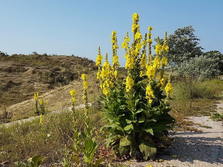 Koningskaarsen in de duinen