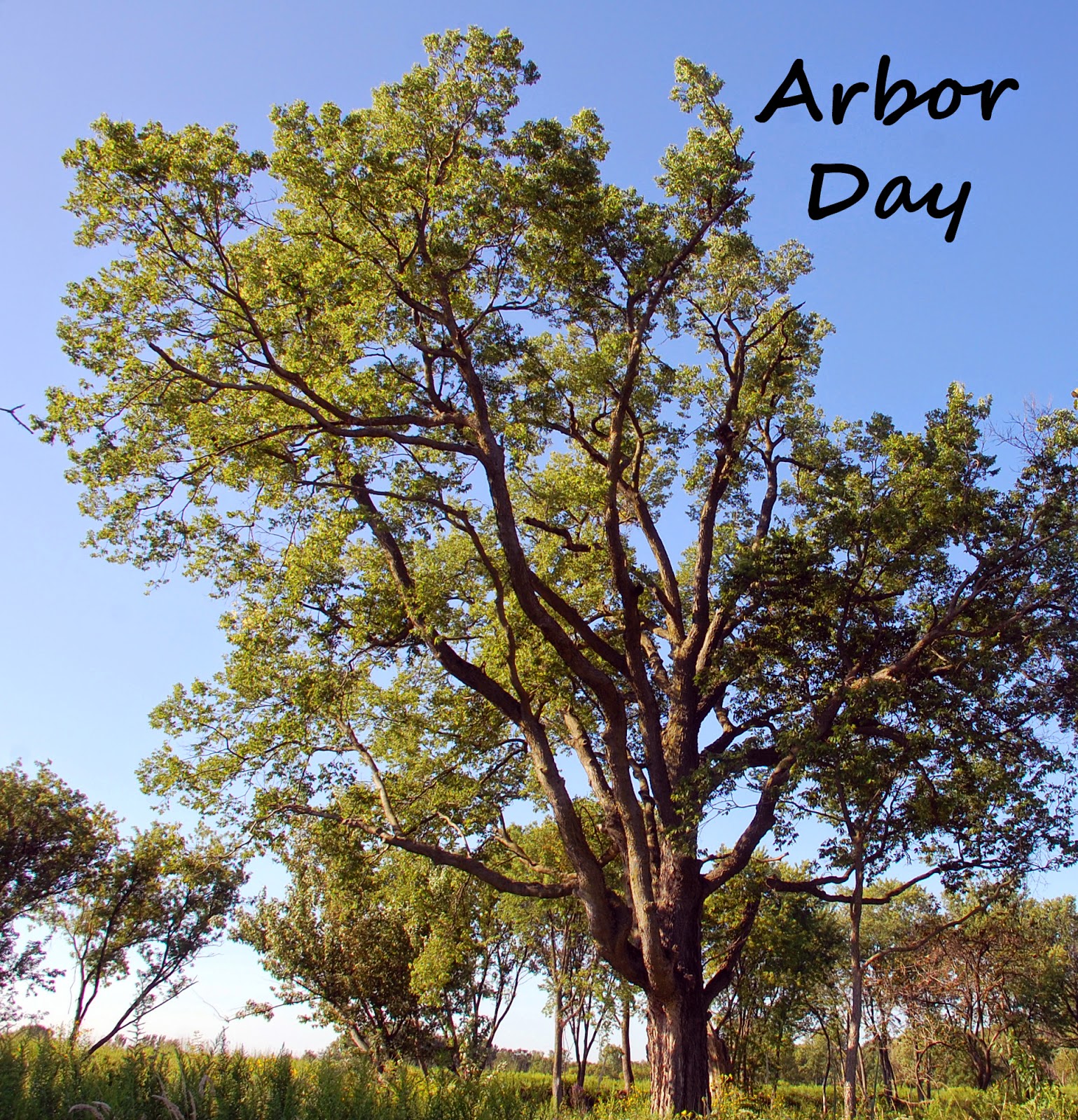 Leaves & Branches Join in! Arbor Day “Plant a Tree”