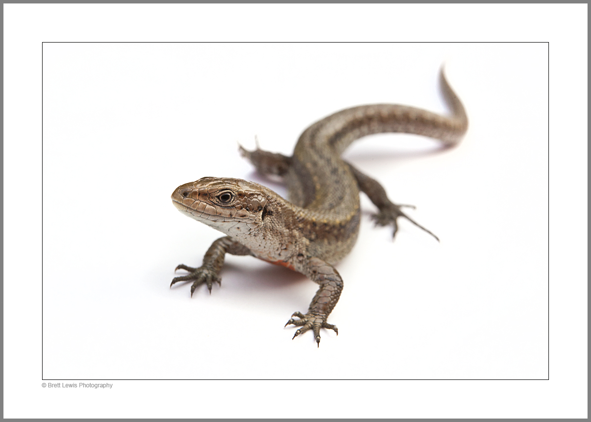 http://4.bp.blogspot.com/-prZFBTzsH3s/Tfr3FL7Z6gI/AAAAAAAAACE/RzyM3YKTSgc/s1600/BL_Viviparous_Lizard_White_74H7371.jpg