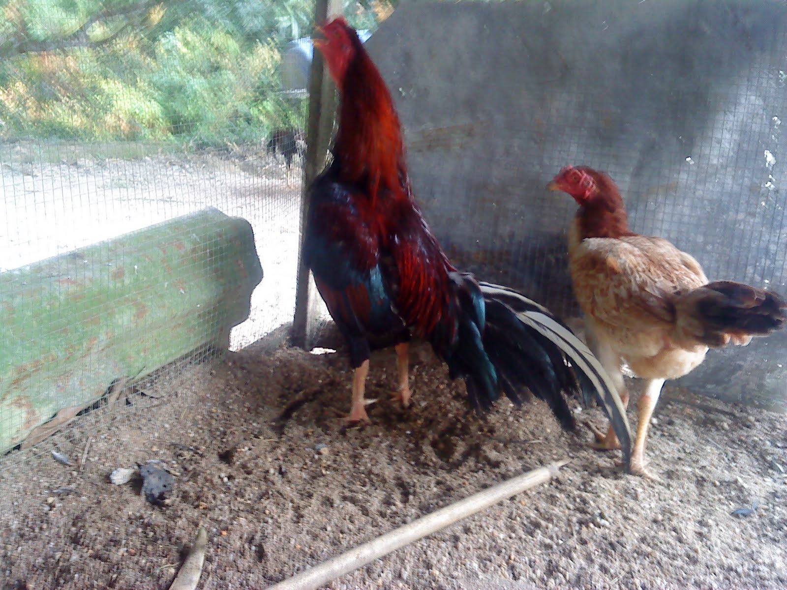 Ayam Sabung Selama Bapak Burung Ibu Burung