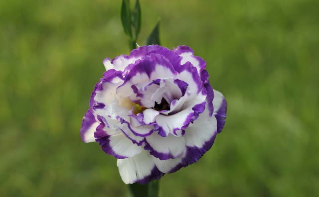 Lisianthus Flowers Pictures