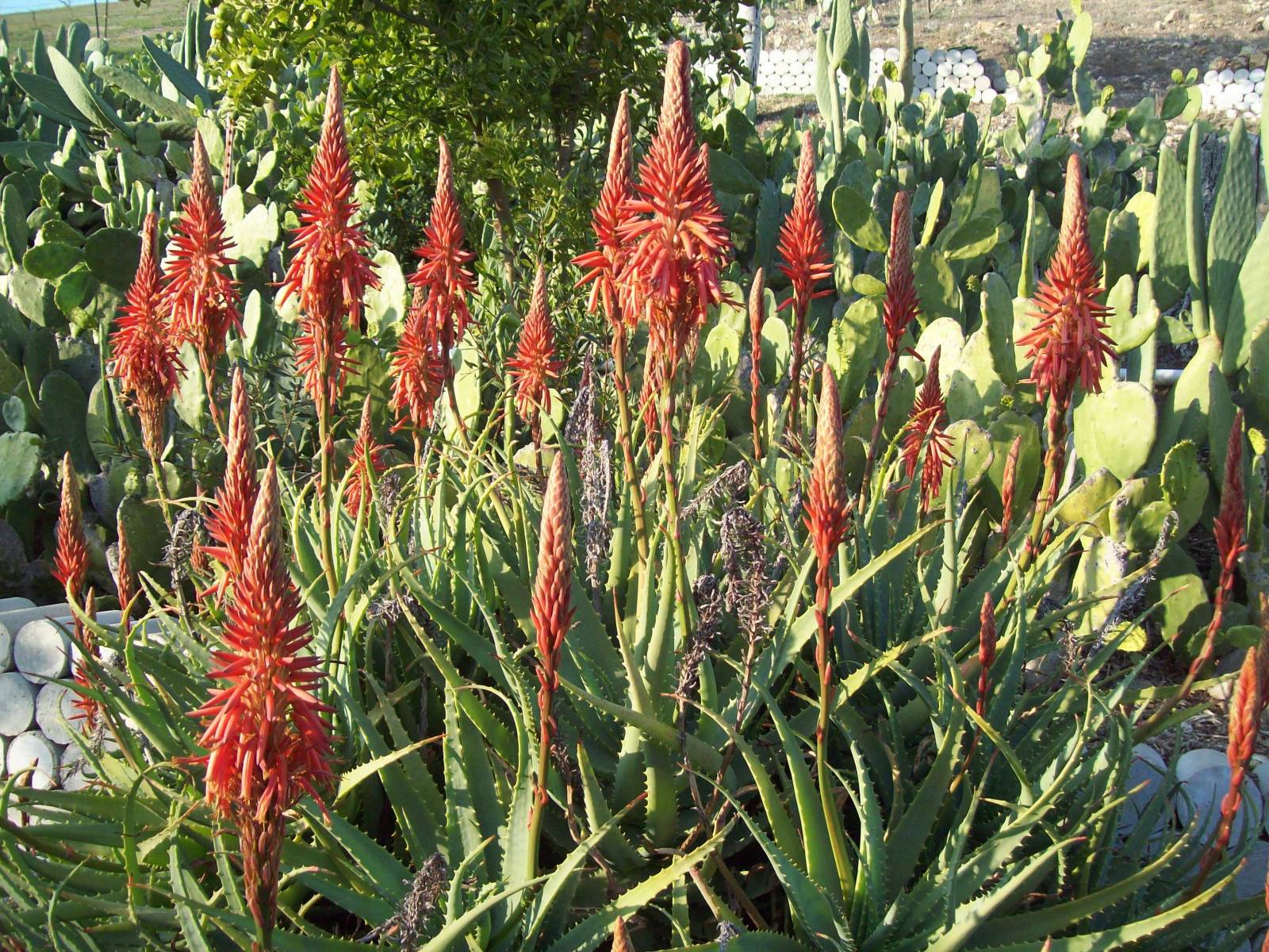 vestige aloe vera vestige aloe vera contains more than 20 amino acids vestige aloe vera vestige aloe vera contains more than 20 amino acids