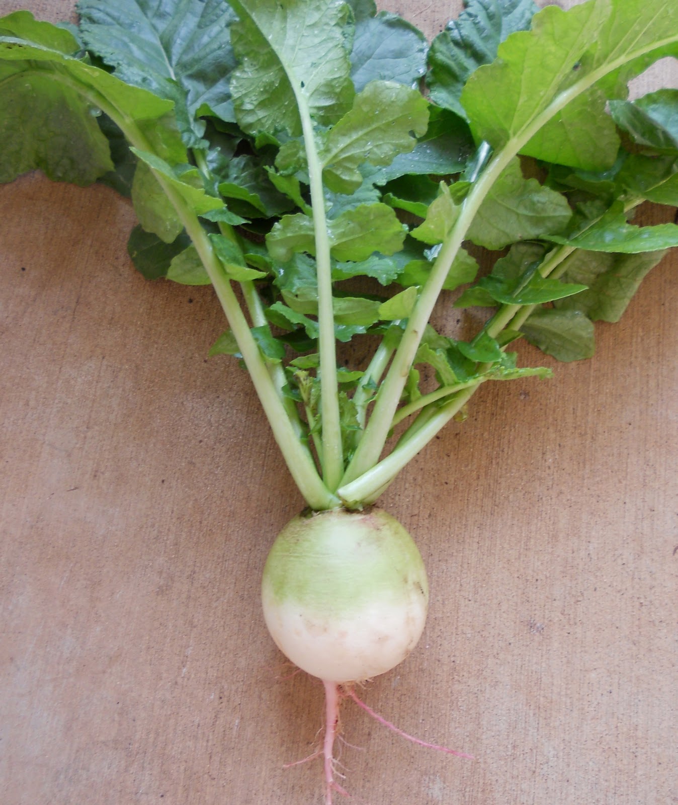 A Kitchen Garden in Kihei Maui Growing Heirloom Radishes in Kihei