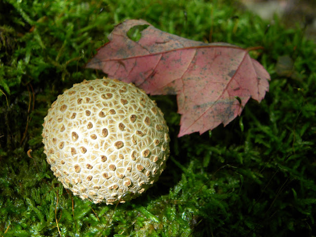 Golfball or Mushroom?