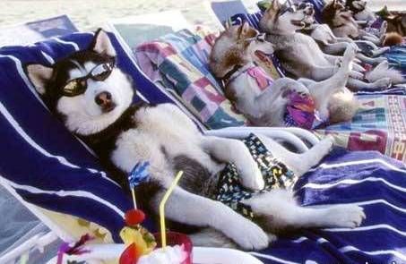 http://4.bp.blogspot.com/-psxCNcZnqII/TZeT1ksP3LI/AAAAAAAAABE/kuE6fGopjDk/s1600/perros-en-la-playa.jpg