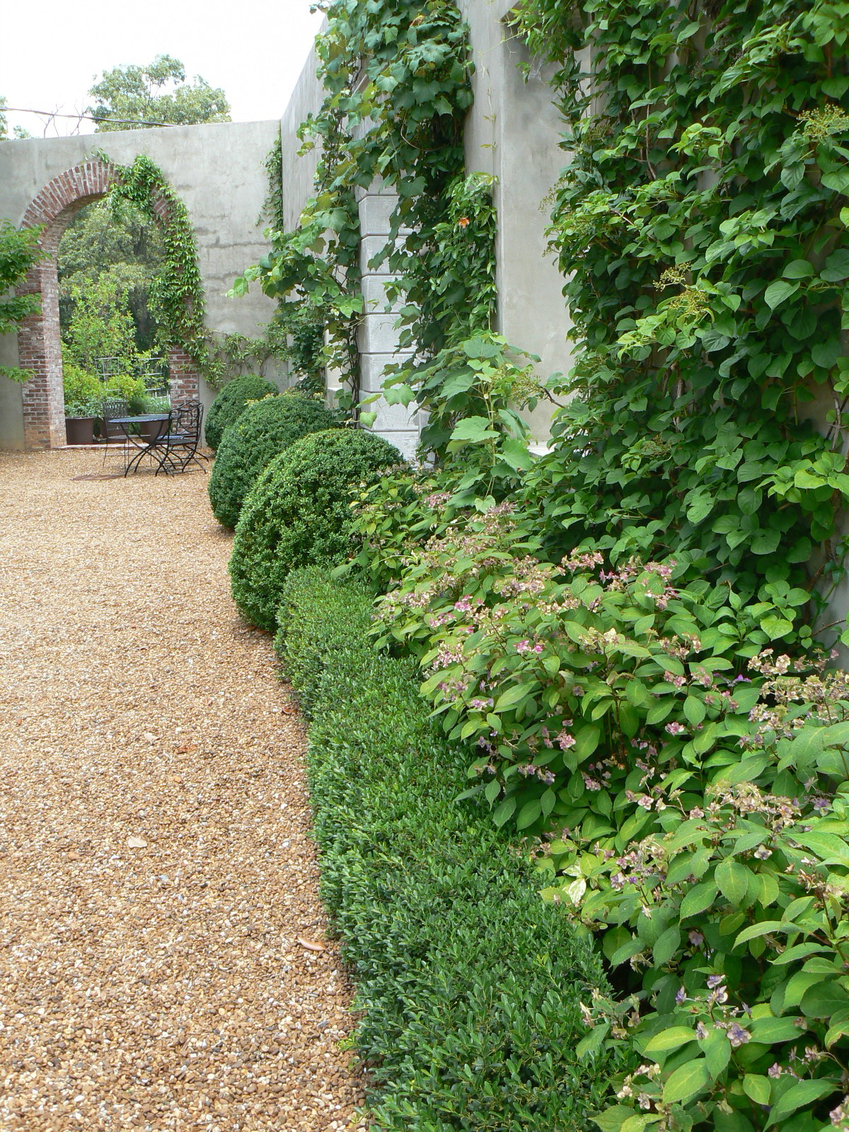 Limelight Hydrangeas In Bloom