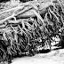 Uprooted