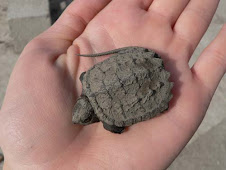 Baby Snapping Turtle