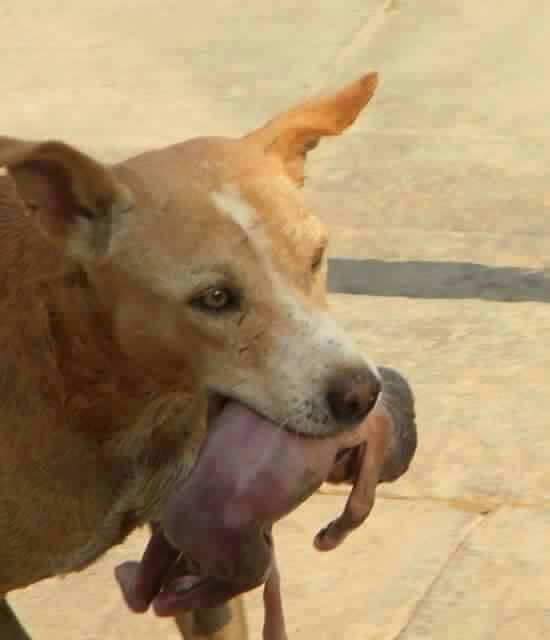 Stray dog found an abandoned baby while looking for food Stray dog found an abandoned baby while looking for food