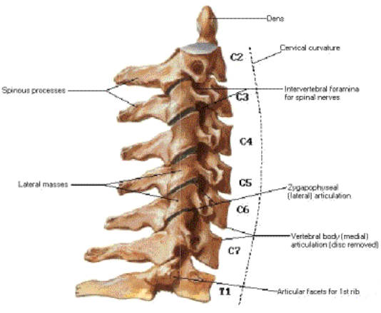 Science, Natural Phenomena & Medicine: Cervical Vertebrae