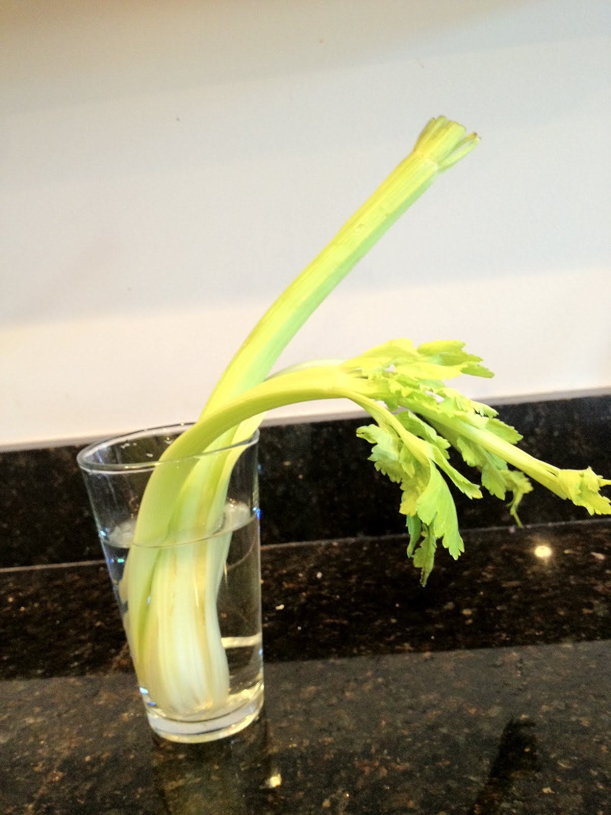 The Purple Martin Wilted celery? Try this!