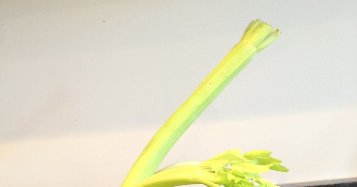 The Purple Martin Wilted celery? Try this!