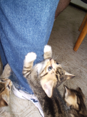 "Guys, I can do this!!" - Four week old kitten scales the leg of a jean-wearing human. Photo © Laura Sheana Taylor.