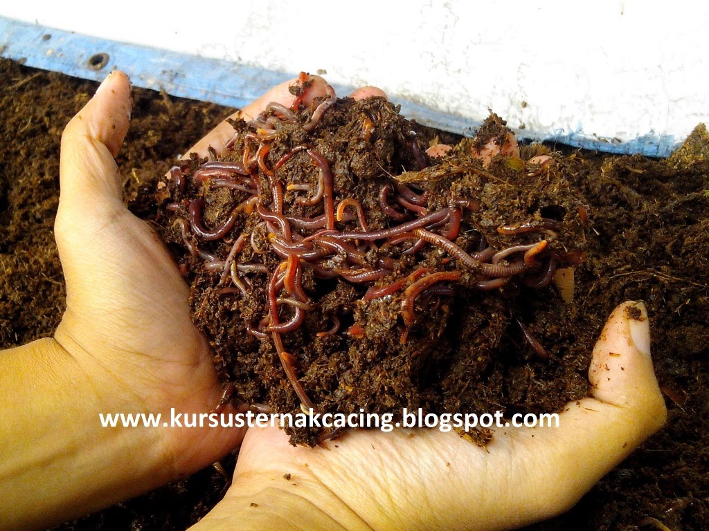 ternak sapi tanpa ngarit penggemukan sapi nasa